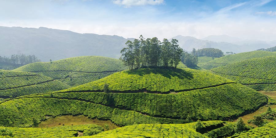 Picking tea in Nuwara Elija