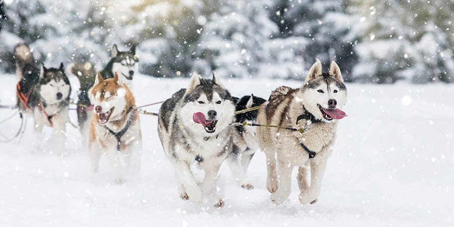 Driving a team of eager huskies on an Arctic sled ride