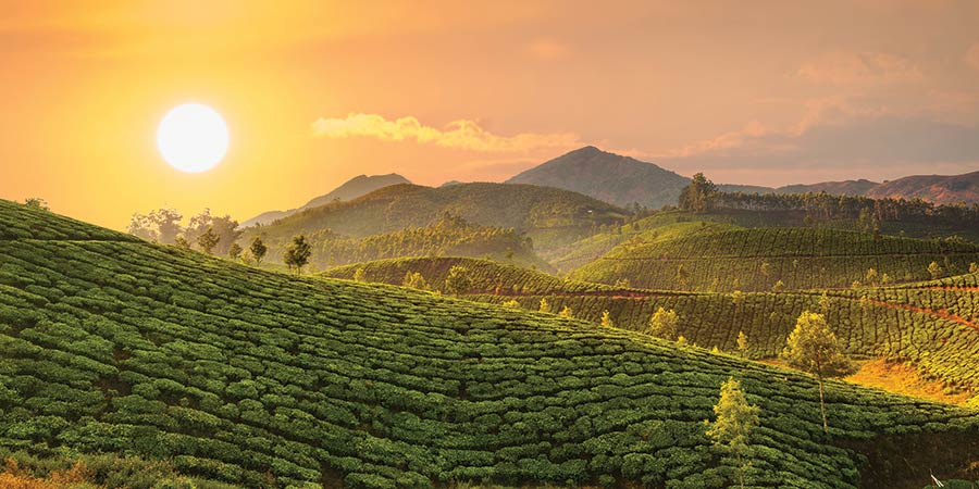A Keralan tea plantation.